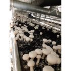 6,5m széles Függőleges oldalú gombaház 