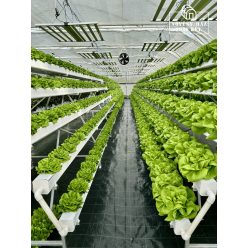 „A” Alakú NFT rendszer